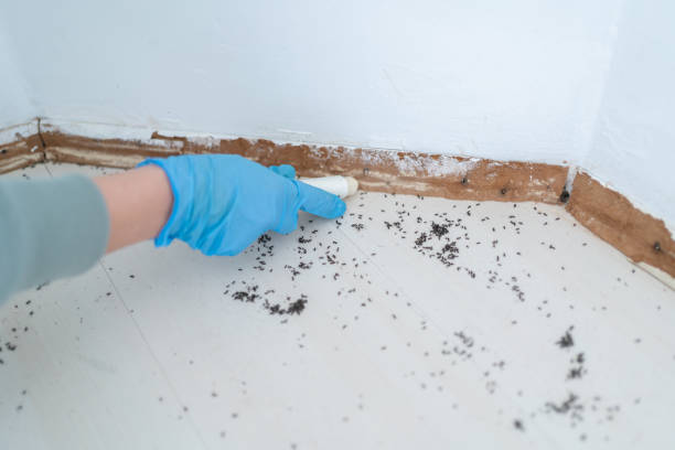 Best Ant Control  in Martinsvle, IL